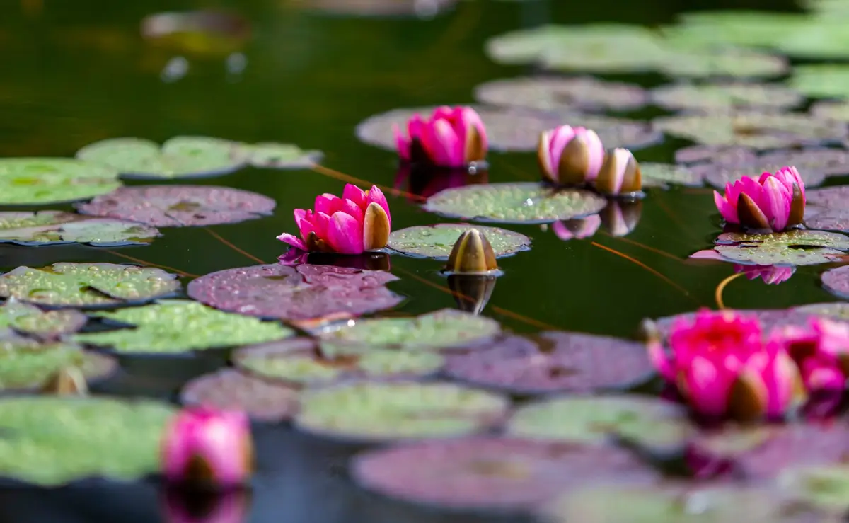 Pink lotus flowers among lily pads on a pond